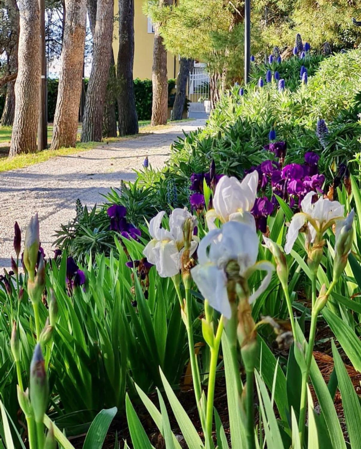 Bed and Breakfast Tra Gli Alberi E Il Mare Sirolo Exterior foto